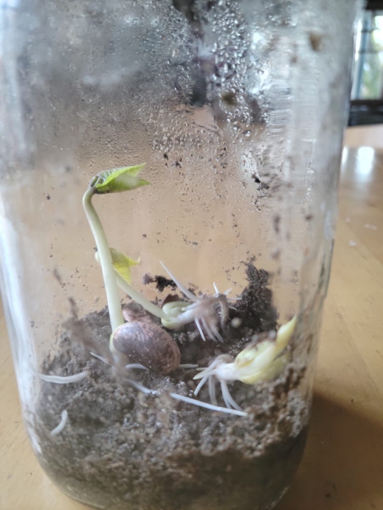 Plant growth in a sealed jar ingridscience.ca