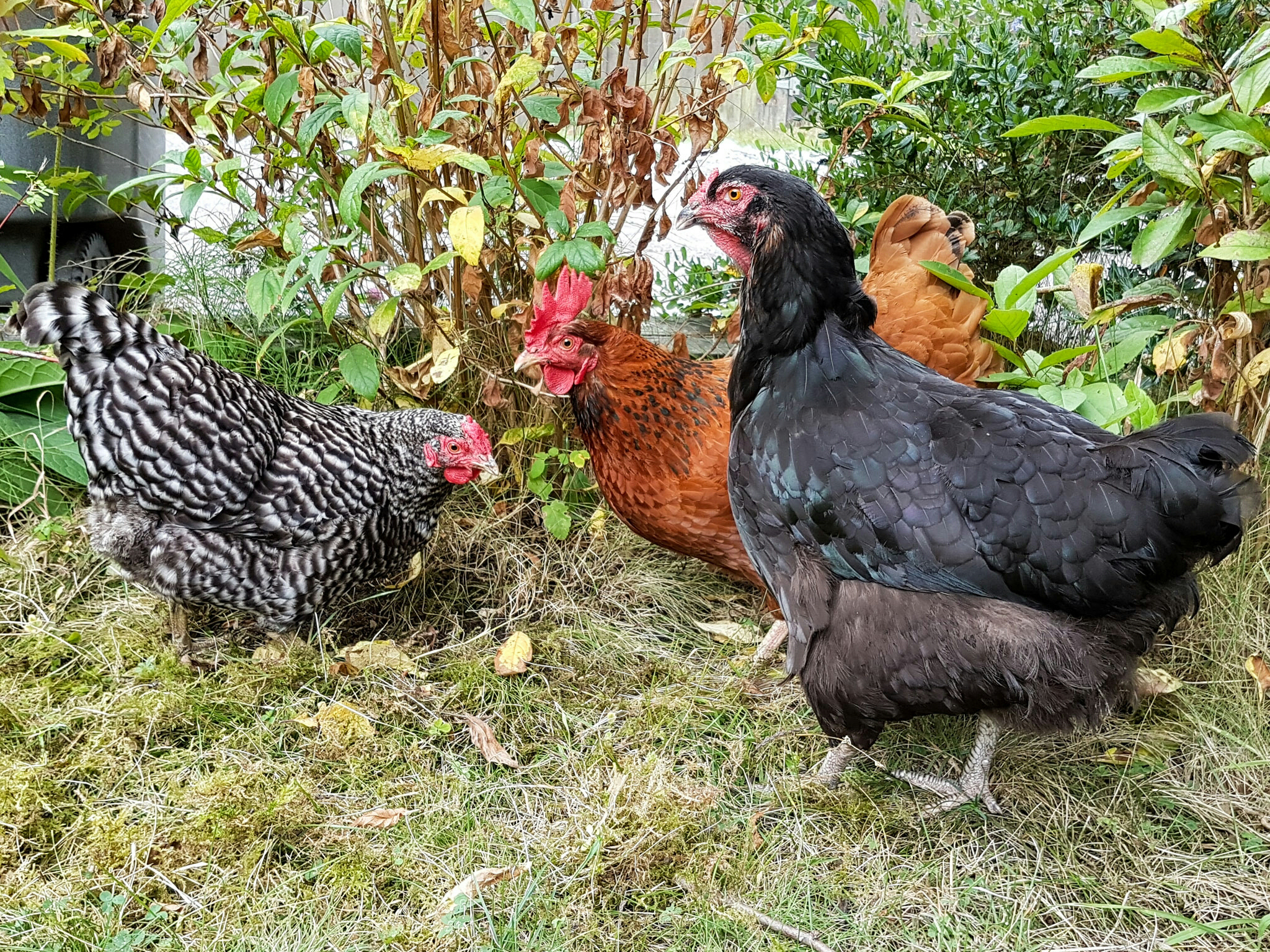 Why chickens do not fly: structure, features and interesting facts 20 Why chickens do not fly: structure, features and interesting facts 92