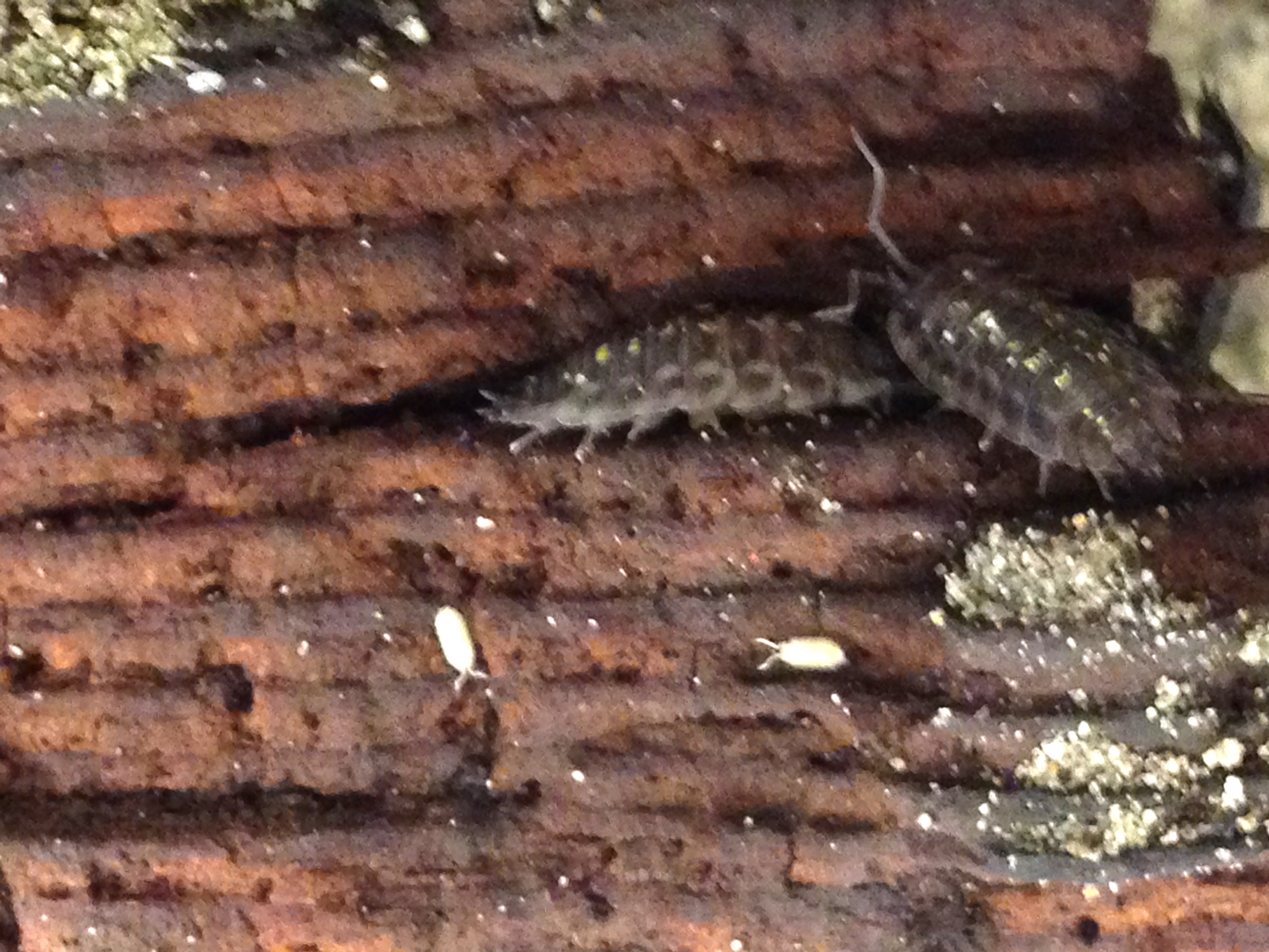 Wood bug classroom habitat ingridscience.ca