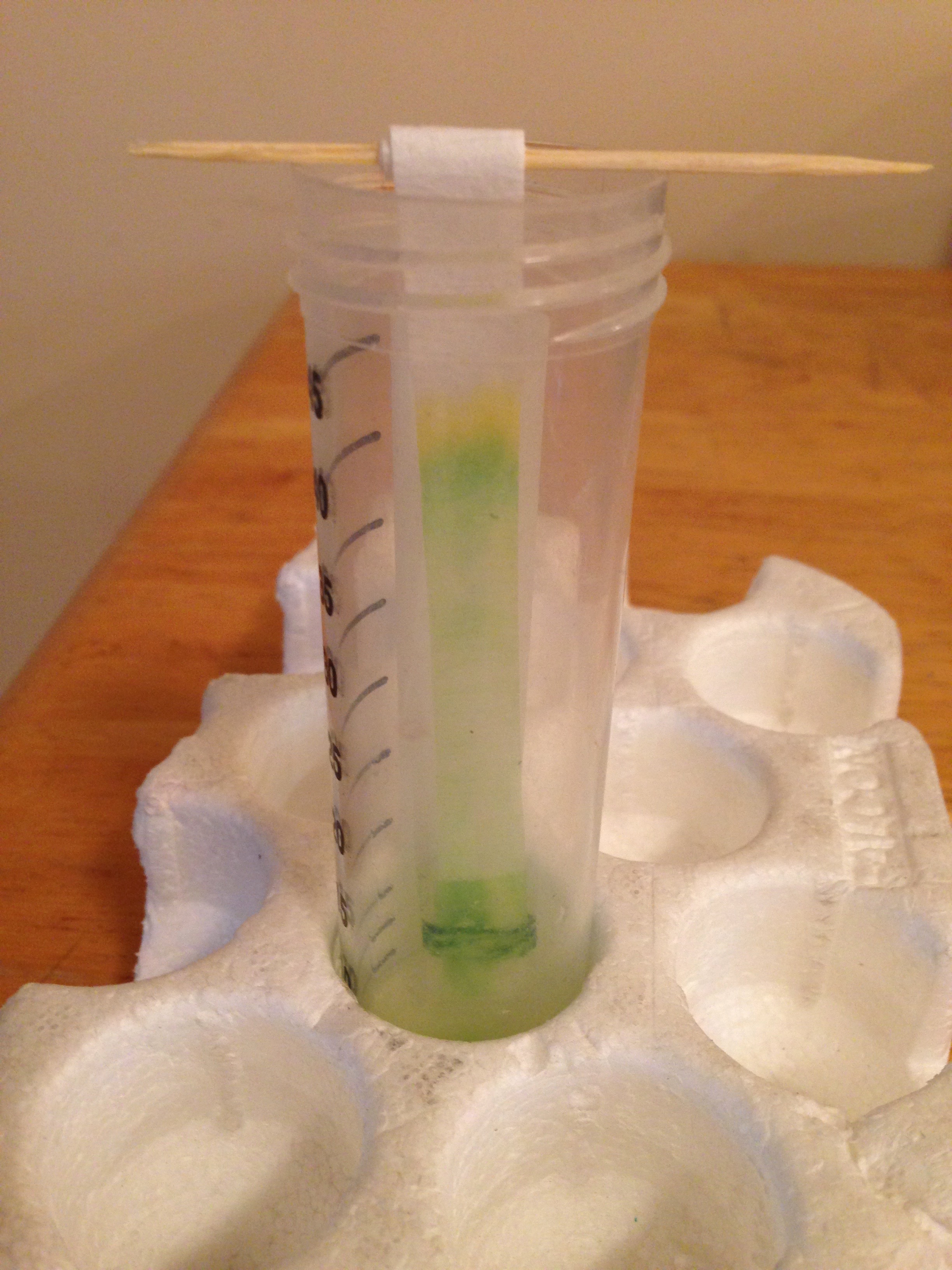 Chromatography with leaf colours | ingridscience.ca