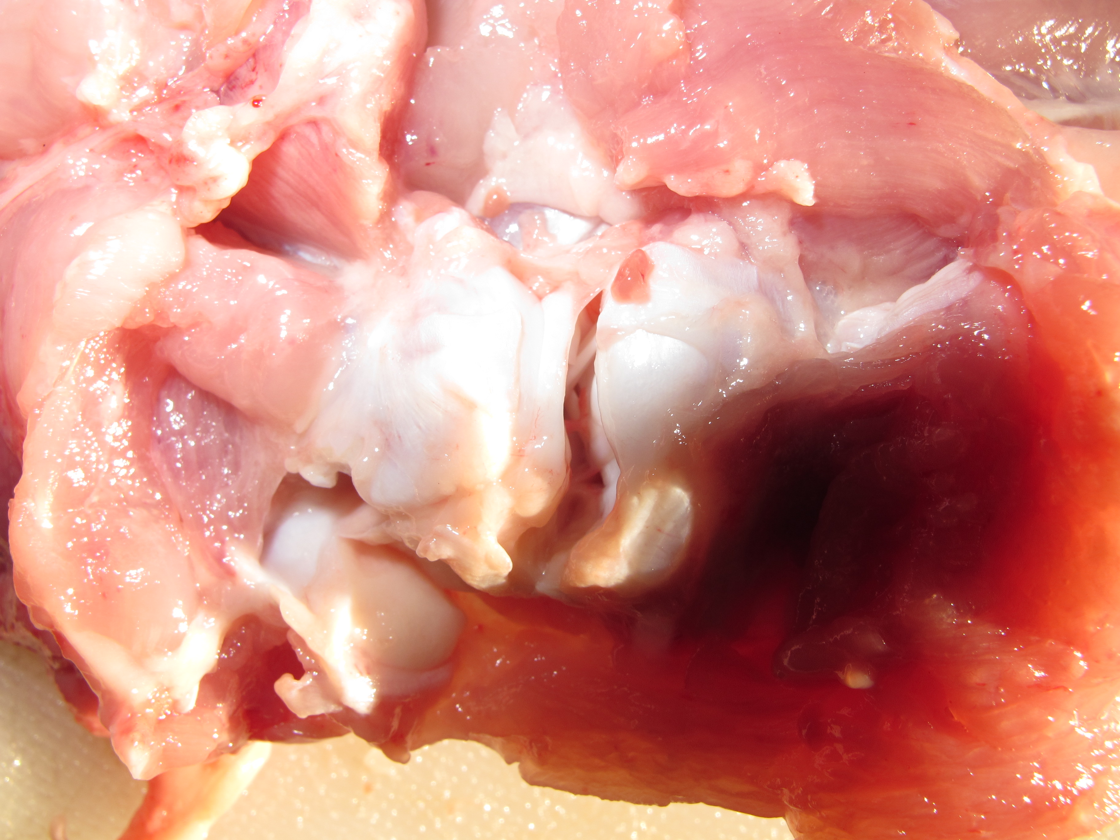 Leg dissection (chicken) | ingridscience.ca