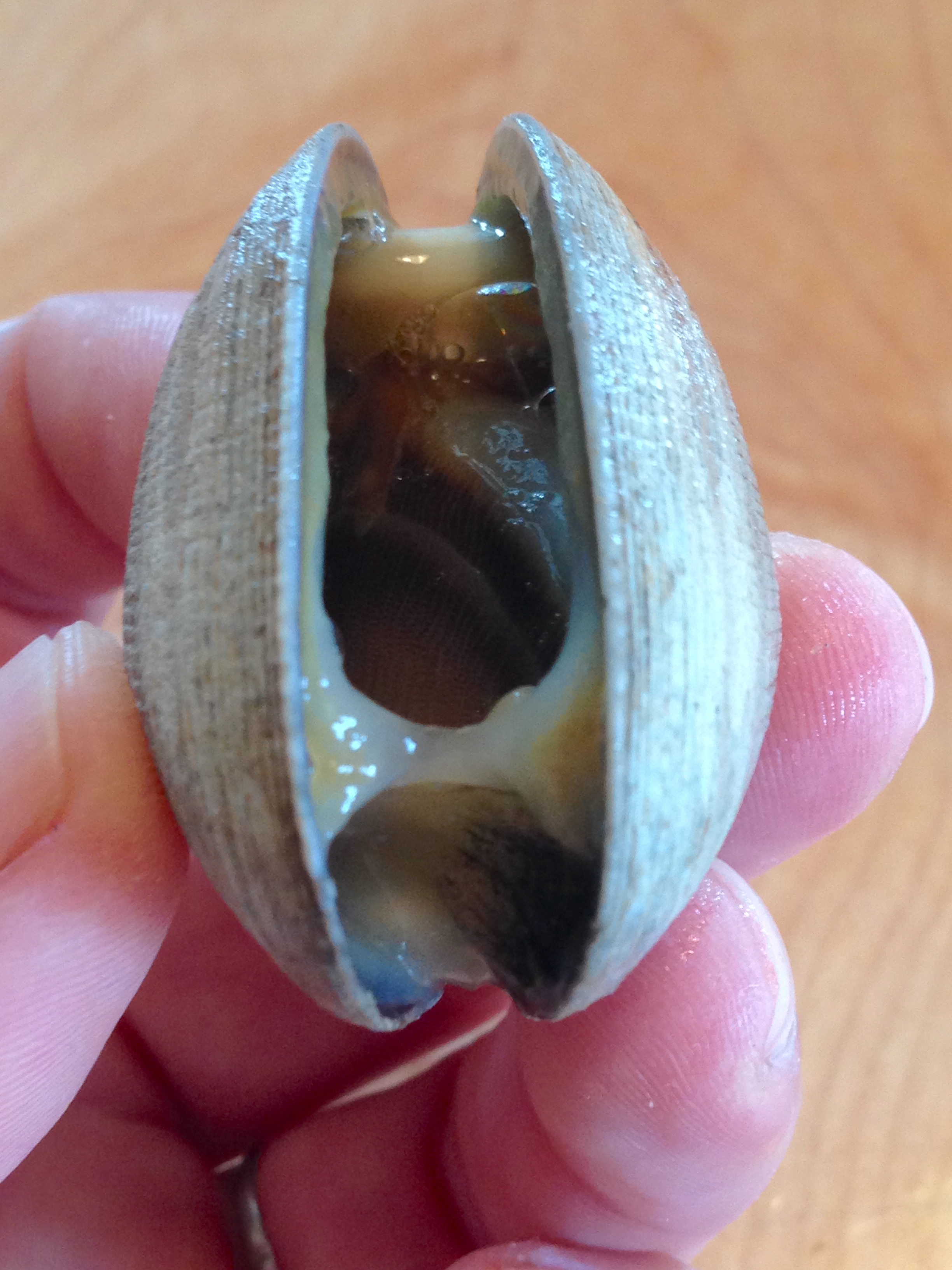 Clam dissection (or mussel) | ingridscience.ca