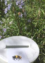 Real bee pollinating rosemary plant