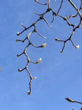 Magnolia bud (alternate arrangement)