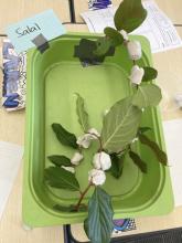indoors salal weighted with modelling clay 'snow'