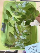 indoors dripping water on oregon grape