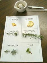 herbs and plants to use