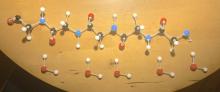 model of protein, and water molecules that it combines with