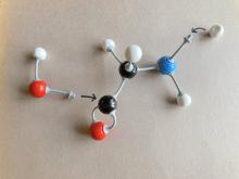 piece of protein combining with water molecule to make amino acid