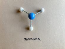 amino acid breaks down further to make ammonia