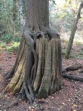 Tree growing in a nurse log with roots reaching to the ground