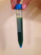 oil and water (with food dye), just shaken up