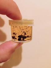 food dye in oil