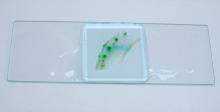 stained xylem vessels (row of spots near the edge)