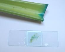 thin celery slice on a slide