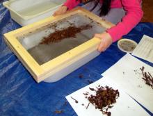 Sieving and sorting forest soil with different mesh sizes