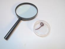 Using a magnifier to look at a worm closely
