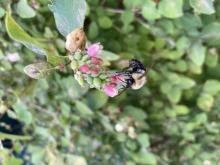 bee on snowberry flower