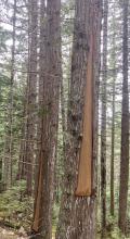 harvesting cedar bark