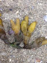 rockweed bulbs