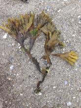 rockweed