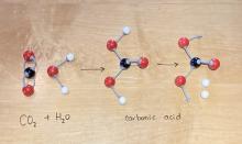 Chemical reaction of carbon dioxide combining with water, to form a carbonate molecule