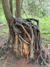 Tree growing on a nurse log with roots reaching to the ground