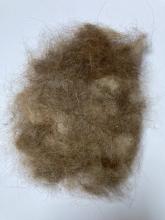 grizzly bear underfur