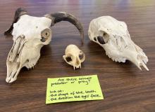 Left to right: skulls from sheep, cat, deer