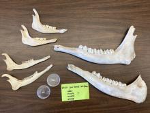 Jaw bones from sheep (top left), deer (bottom left), mouse/vole (in dishes), moose