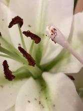 collecting pollen from a lily anther