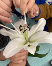 transfer collected pollen to another lily stigma