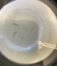 Planaria