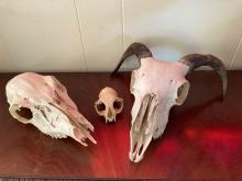 Left to right: skulls from deer, cat, sheep