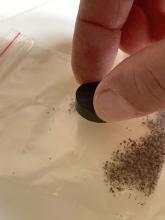 Picking up magnetite with sand in baggie