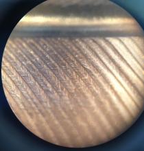 feather through a microscope