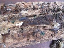 wood bugs under rotting wood