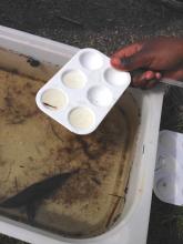Move animals from large tray to small paint tray for close observation