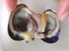 siphons, gills and foot