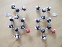 mint and marjoram molecule models