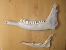 Jaw bones (from top to bottom): moose, mouse/vole, deer