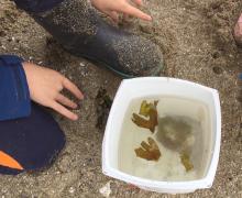 testing parts of rockweed for floating