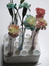 White carnations with different coloured food dyes