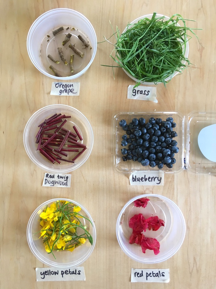 Extracting dyes from plants ingridscience.ca