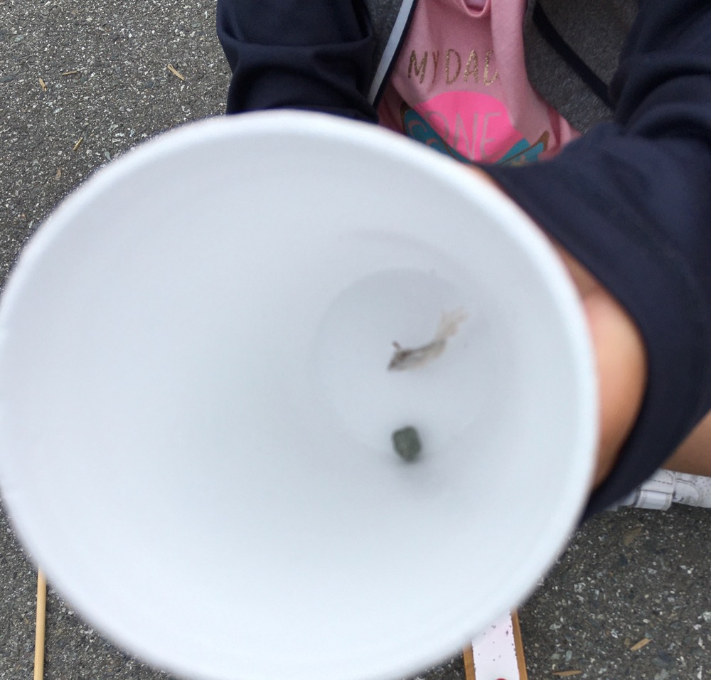 Laughing cup noise maker | ingridscience.ca