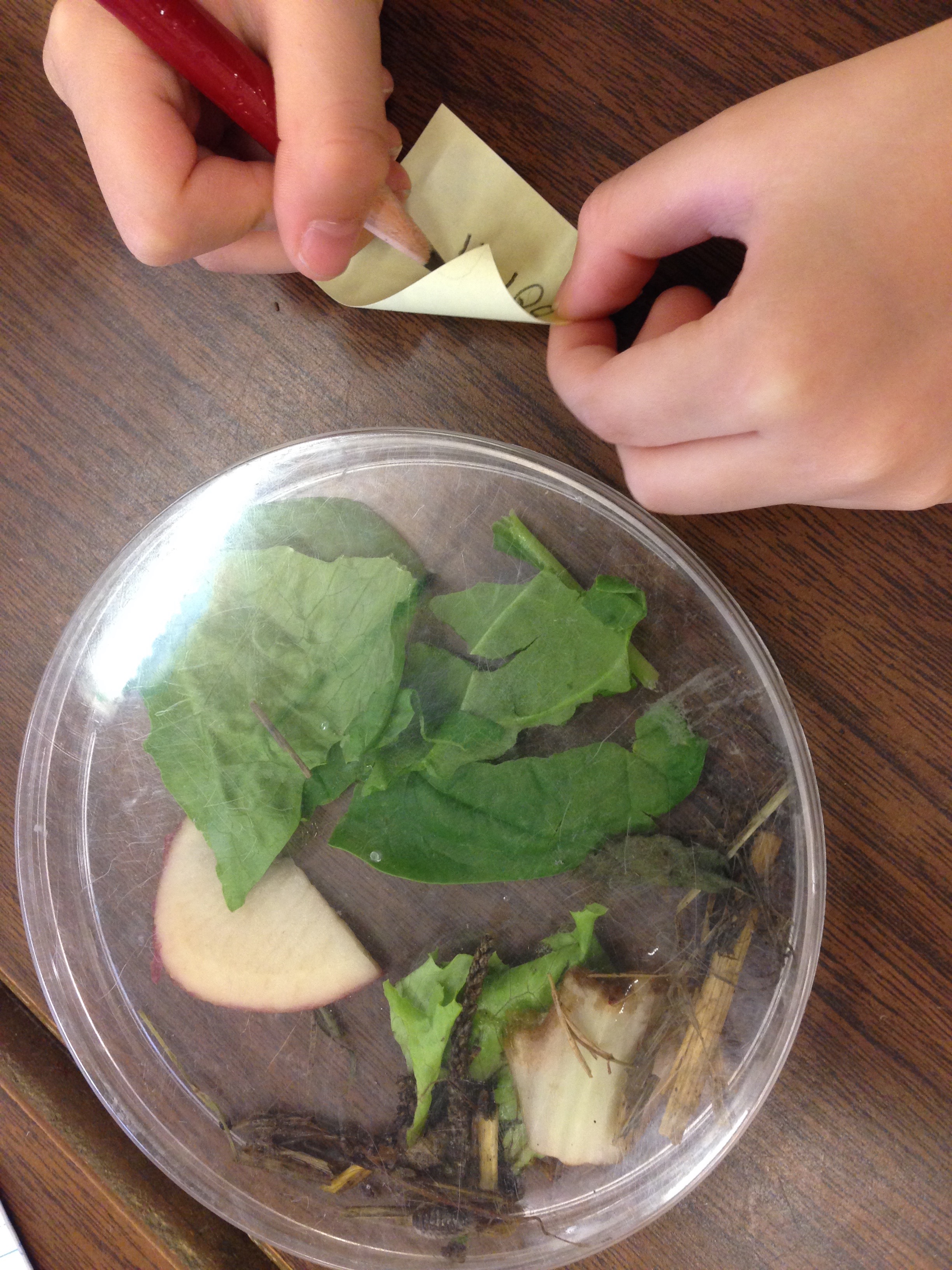 Wood bugs what do they like to eat? ingridscience.ca
