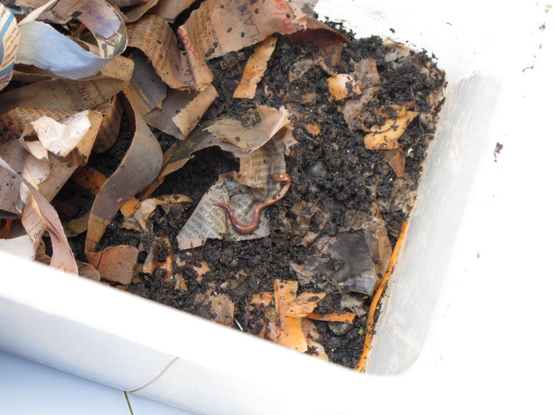 Worms indoor compost bin ingridscience.ca