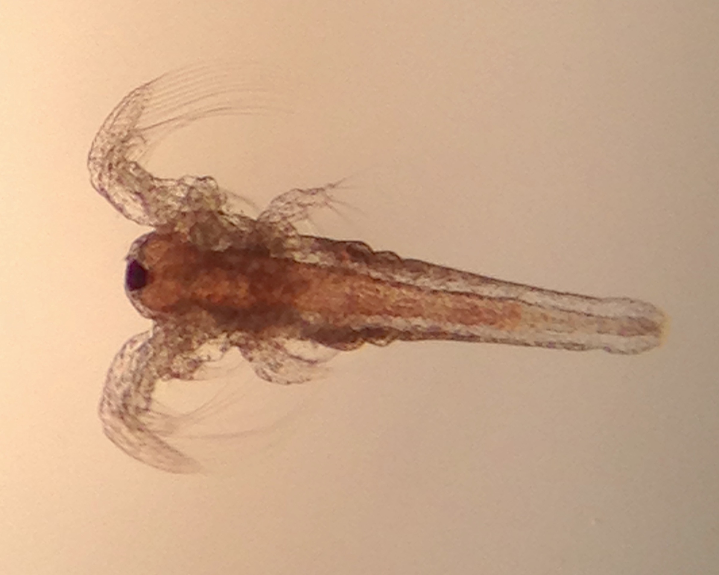 Light Attraction Of Brine Shrimp And Other Pond Organisms Ingridscience Ca,Horseradish Plant