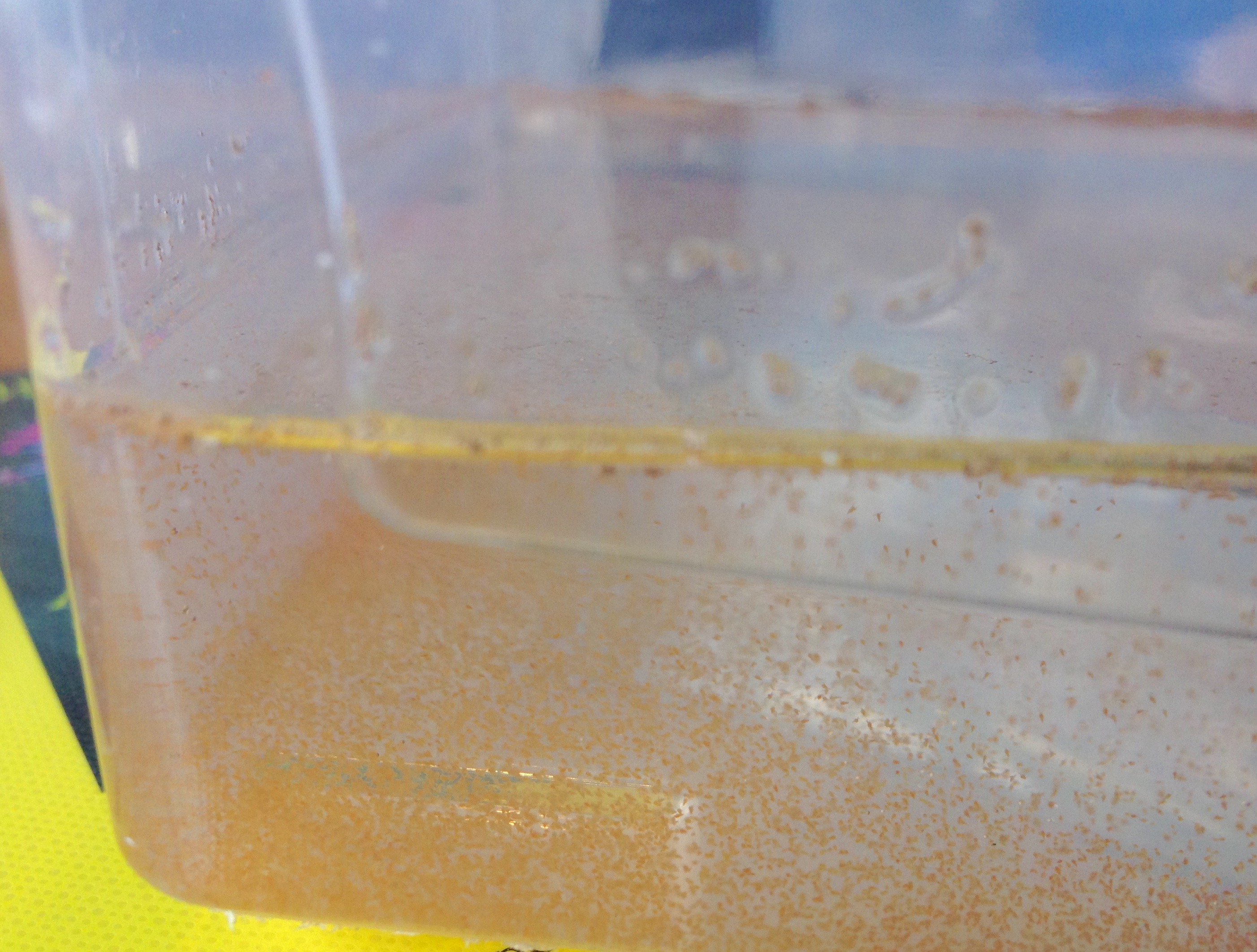 Light Attraction Of Brine Shrimp And Other Pond Organisms Ingridscience Ca