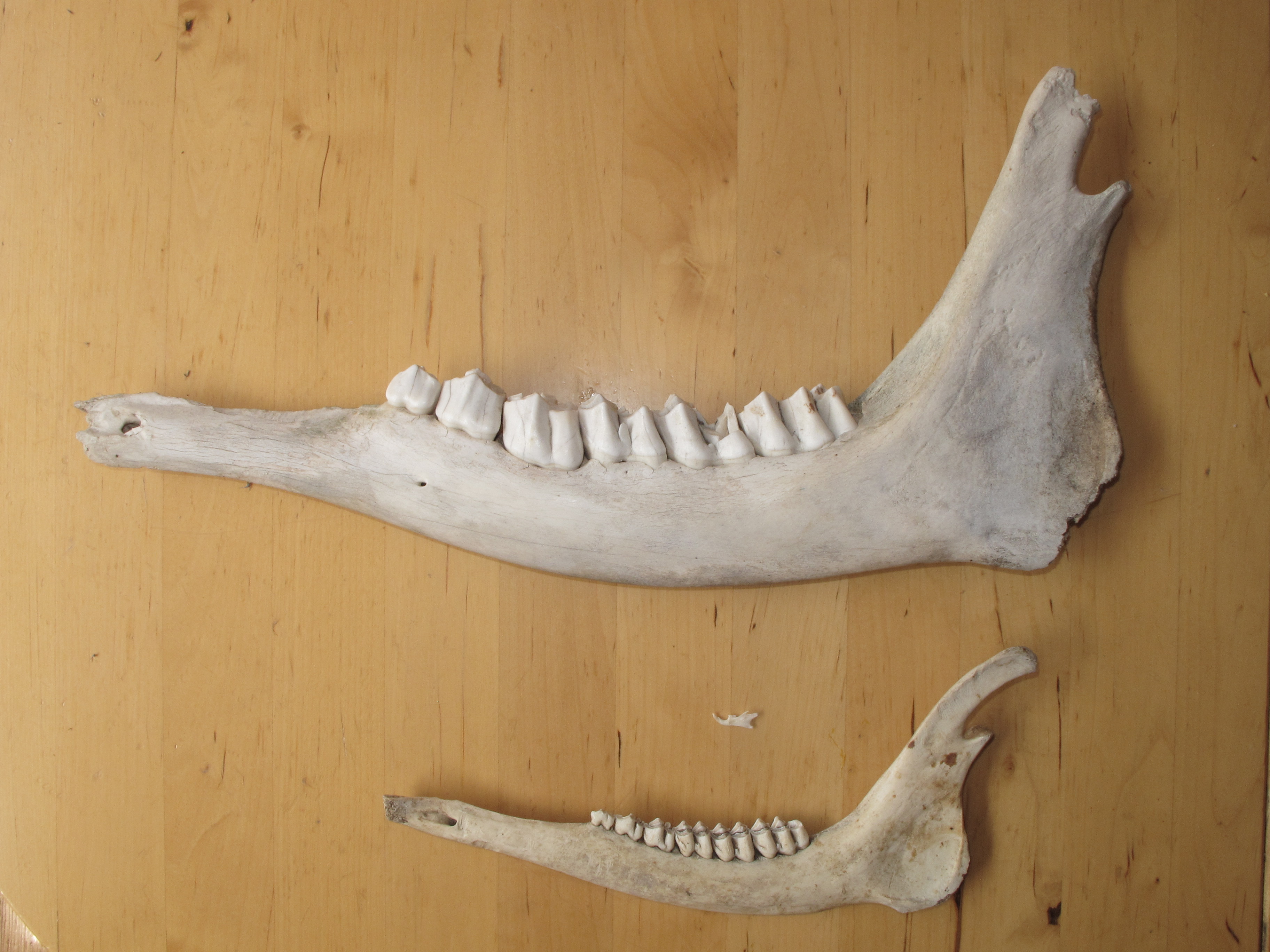 Teeth In Herbivores Carnivores And Us Ingridscience ca Teeth In Herbivores Carnivores And Us Ingridscience ca